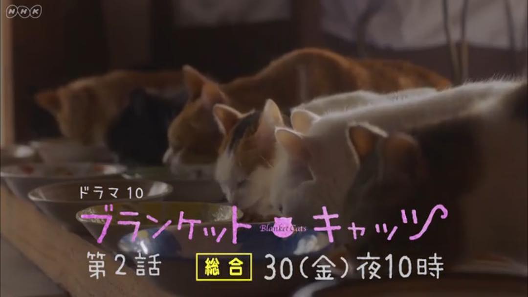 ブランケット・キャッツ